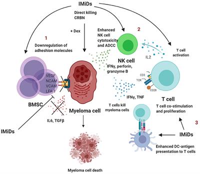 Frontiers | Understanding The Role Of T-Cells In The Antimyeloma Effect ...